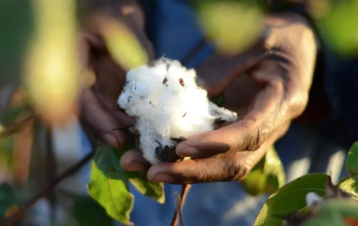 Cotton